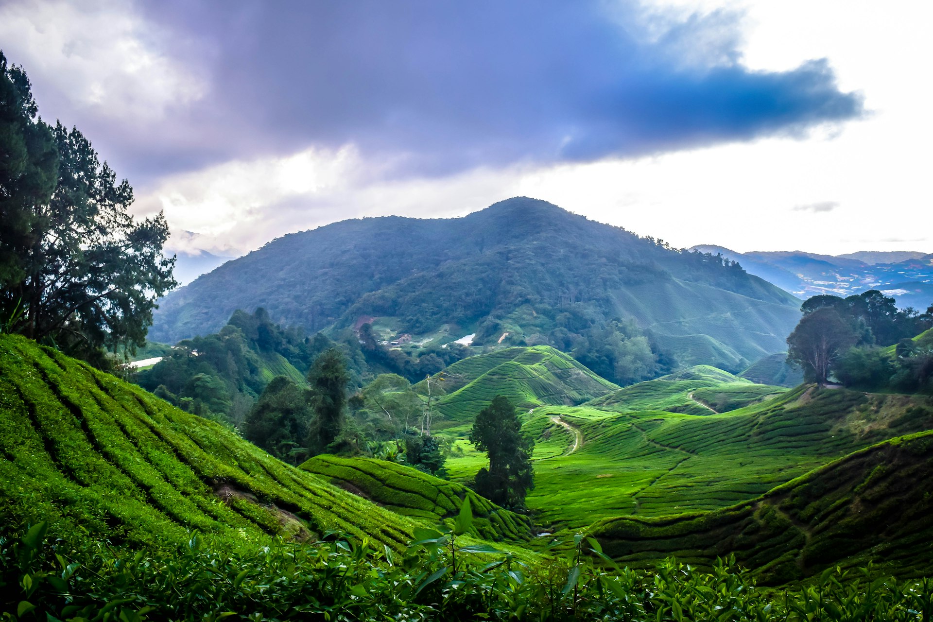 Cameron Highlands Cameron Highlands